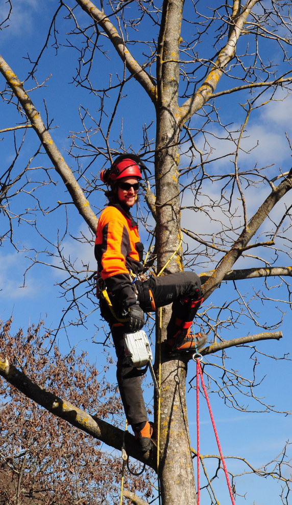 Treeclimbing potatura