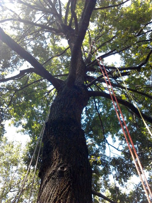 potatura albero con tenica treeclimbing