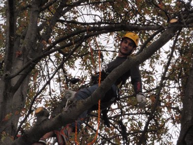 tecnica treeclimb
