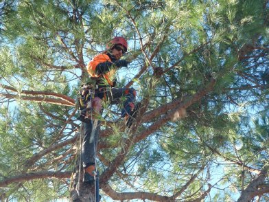 treeclimbing abeti