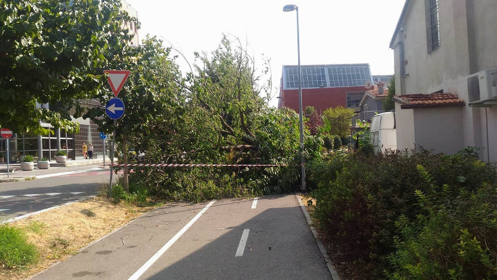 albero in strada