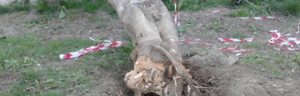 albero caduto pericolo